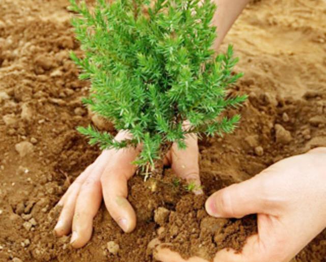 tree plantation near highway | आता लोकसहभागातून होणार महामार्ग हिरवागार, वृक्षारोपणातून ‘झाडे लावा, झाडे जगवा’चा संदेश tree plantation near highway | आता लोकसहभागातून होणार महामार्ग हिरवागार, वृक्षारोपणातून ‘झाडे लावा, झाडे जगवा’चा संदेश