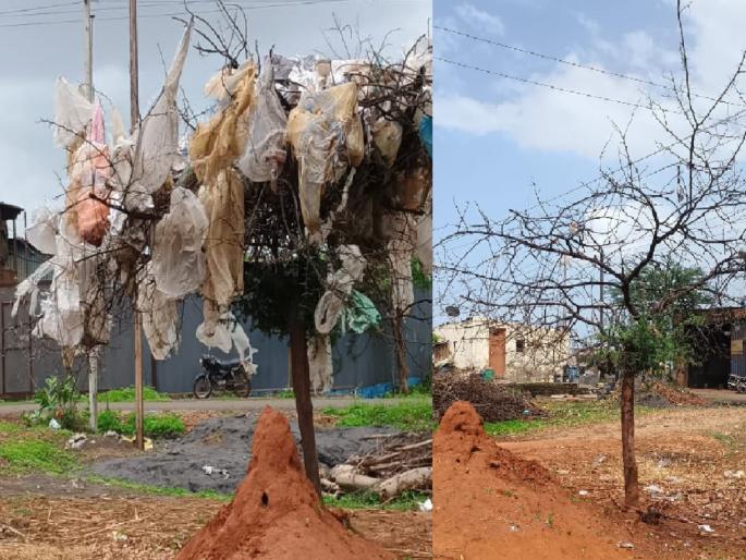 On the occasion of World Environment Day nature lover Dinkar Chougule removed plastic bags stuck to the acacia tree in the vicinity of the primary health center in Hatkanangale kolhapur | बाभळीच्या सुटकेसाठी धावली रुग्णवाहिका, प्लास्टिकच्या पिशव्यांनी कोंडलेल्या झाडाने घेतला मोकळा श्वास On the occasion of World Environment Day nature lover Dinkar Chougule removed plastic bags stuck to the acacia tree in the vicinity of the primary health center in Hatkanangale kolhapur | बाभळीच्या सुटकेसाठी धावली रुग्णवाहिका, प्लास्टिकच्या पिशव्यांनी कोंडलेल्या झाडाने घेतला मोकळा श्वास