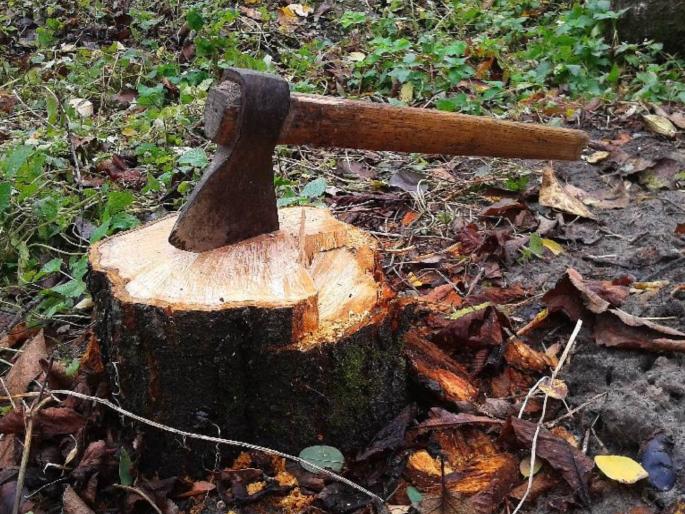 bmc does not want replanting apparently 30 percent of replanted trees did not survive in mumbai | महापालिकेलाच नको पुनर्रोपण; पुनर्रोपित ३० टक्के झाडे जगलीच नसल्याचे उघड bmc does not want replanting apparently 30 percent of replanted trees did not survive in mumbai | महापालिकेलाच नको पुनर्रोपण; पुनर्रोपित ३० टक्के झाडे जगलीच नसल्याचे उघड