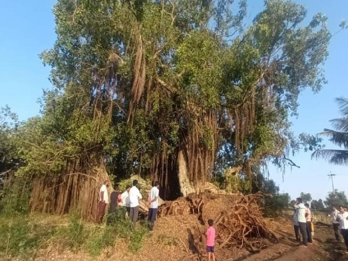 the Patil family gave life to a 143 year old Pimparni In Bisur Sangli, preserved the memory of their grandparents | सांगलीतील बिसूरमध्ये पाटील कुटुंबाने १४३ वर्षे जुन्या पिंपर्णीला दिले जीवदान, जपल्या आजी-आजोबांच्या स्मृती the Patil family gave life to a 143 year old Pimparni In Bisur Sangli, preserved the memory of their grandparents | सांगलीतील बिसूरमध्ये पाटील कुटुंबाने १४३ वर्षे जुन्या पिंपर्णीला दिले जीवदान, जपल्या आजी-आजोबांच्या स्मृती