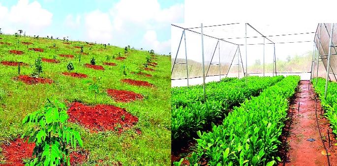 Twenty five lakh seedlings live by 'Gadhinglj' | ‘गडहिंग्लज’करांनी जगविली अडीच लाख रोपे Twenty five lakh seedlings live by 'Gadhinglj' | ‘गडहिंग्लज’करांनी जगविली अडीच लाख रोपे