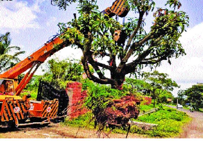  Reopening of large trees along the highway | महामार्गबाधित मोठ्या झाडांचे पुनर्राेपण
