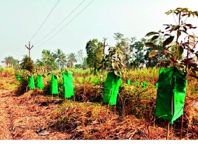  The existence of 70% of the plants in Radhanagar - forestry, the success of forest department | राधानगरीत ७० टक्के झाडांचे अस्तित्व - : वनीकरण, वन विभागाचे यश