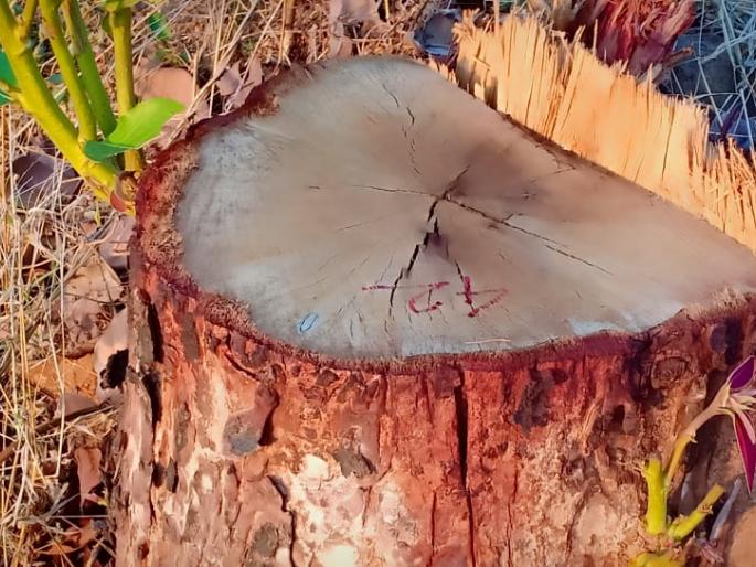 Shouldn't the forest department have this information? The opportunity provided by the loggers during the lockdown ... despite making complaints, the administration is still neglecting | वनविभागाला ही माहिती नसावी का?लॉकडाऊनच्या काळात लाकूडतोड्यांनी साधली मोठी संधी... तक्रार देऊनही अजून प्रशासन करतंय दूर्लक्ष Shouldn't the forest department have this information? The opportunity provided by the loggers during the lockdown ... despite making complaints, the administration is still neglecting | वनविभागाला ही माहिती नसावी का?लॉकडाऊनच्या काळात लाकूडतोड्यांनी साधली मोठी संधी... तक्रार देऊनही अजून प्रशासन करतंय दूर्लक्ष