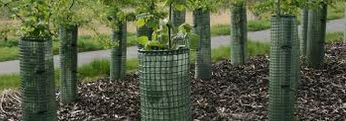 Tree-guard will fixes to plant | रोपांना जगविण्यासाठी ट्री-गार्ड लावणार! Tree-guard will fixes to plant | रोपांना जगविण्यासाठी ट्री-गार्ड लावणार!