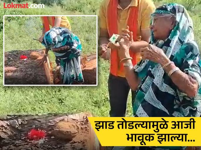 Not a tree piece of grief' cut off Grandmother's cry for a tree she has cherished for 20 years; Watching the video will make your eyes water too | झाड नाही, 'काळजाचा तुकडा' तोडला! २० वर्षे जपलेल्या वृक्षासाठी आजींचा आक्रोश; व्हिडीओ पाहून तुमच्याही डोळ्यात पाणी येईल Not a tree piece of grief' cut off Grandmother's cry for a tree she has cherished for 20 years; Watching the video will make your eyes water too | झाड नाही, 'काळजाचा तुकडा' तोडला! २० वर्षे जपलेल्या वृक्षासाठी आजींचा आक्रोश; व्हिडीओ पाहून तुमच्याही डोळ्यात पाणी येईल