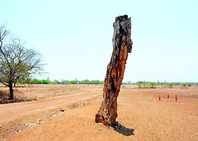 Where did one crore plants go? 'Amrit Yojana': Disposal of funds for billions of years by experts | एक कोटीची झाडे गेली कुठे ? ‘अमृत योजना’ : तज्ज्ञांना डावलून कोट्यवधीच्या निधीची विल्हेवाट  Where did one crore plants go? 'Amrit Yojana': Disposal of funds for billions of years by experts | एक कोटीची झाडे गेली कुठे ? ‘अमृत योजना’ : तज्ज्ञांना डावलून कोट्यवधीच्या निधीची विल्हेवाट