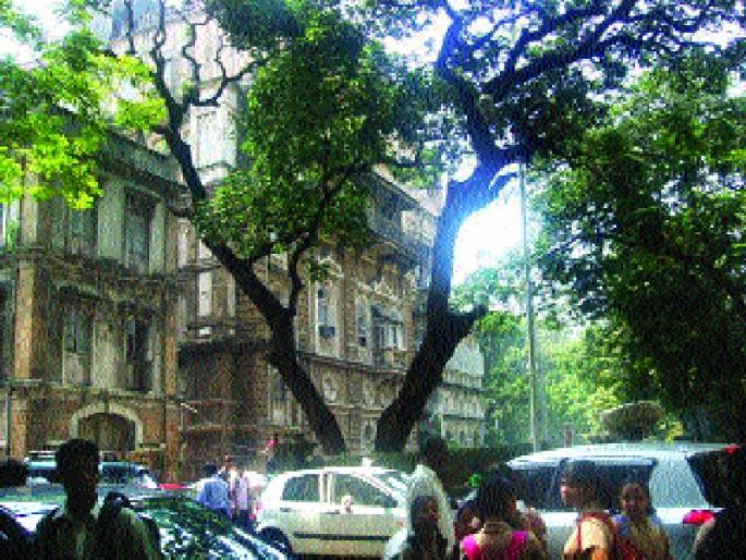 The responsibility of the dangerous plants | पालिकेने झटकली धोकादायक झाडांची जबाबदारी  The responsibility of the dangerous plants | पालिकेने झटकली धोकादायक झाडांची जबाबदारी