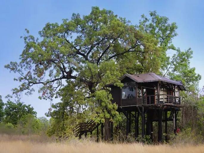 Sanctuaries, tourist destinations waiting for tourists; Tadoba at 50-60 percent | अभयारण्य, पर्यटन स्थळांना पर्यटकांची प्रतीक्षा; ताडोबा ५०-६० टक्क्यांवर Sanctuaries, tourist destinations waiting for tourists; Tadoba at 50-60 percent | अभयारण्य, पर्यटन स्थळांना पर्यटकांची प्रतीक्षा; ताडोबा ५०-६० टक्क्यांवर