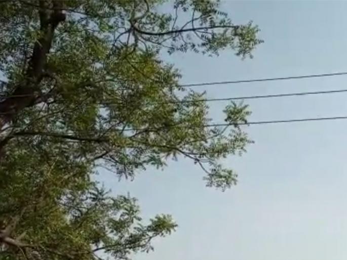 Instant survey of dangerous plants, suggestions to the Lokmat Helpline | धोकादायक झाडांचे तत्काळ सर्वेक्षण करावे, ‘लोकमत हेल्पलाईन’कडे सूचना Instant survey of dangerous plants, suggestions to the Lokmat Helpline | धोकादायक झाडांचे तत्काळ सर्वेक्षण करावे, ‘लोकमत हेल्पलाईन’कडे सूचना