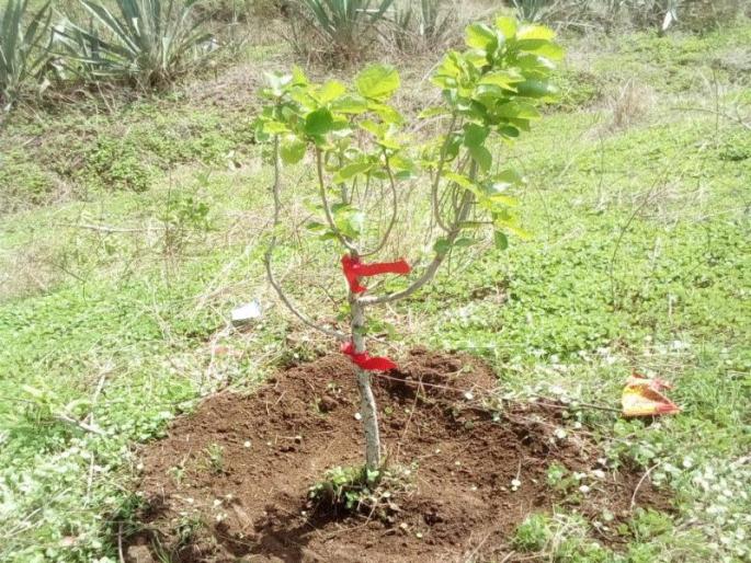 The Public Works Department provided the purpose, the target of thousands of trees per engineer | सार्वजनिक बांधकाम विभागाचा पर्यावरणपूरक उपक्रम, प्रत्येक अभियंत्याला हजार झाडांचे उद्दिष्ट
