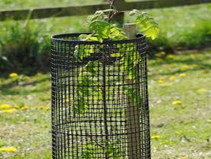 Tree guard purchase inquiry in the state | राज्यात ट्री गार्ड खरेदीची होणार चौकशी Tree guard purchase inquiry in the state | राज्यात ट्री गार्ड खरेदीची होणार चौकशी