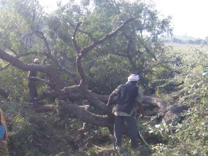 Plants were slaughtered, but never planted alternative tree plantations | झाडांची कत्तल केली, पण पर्यायी वृक्ष लागवड कधी Plants were slaughtered, but never planted alternative tree plantations | झाडांची कत्तल केली, पण पर्यायी वृक्ष लागवड कधी