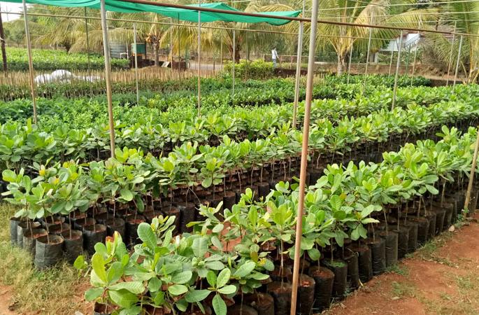 The Corona crisis also hit tree planting this year, an ambitious plan | कोरोना संकटाचा फटका यंदा वृक्ष लागवडीलाही, महत्त्वाकांक्षी योजना The Corona crisis also hit tree planting this year, an ambitious plan | कोरोना संकटाचा फटका यंदा वृक्ष लागवडीलाही, महत्त्वाकांक्षी योजना