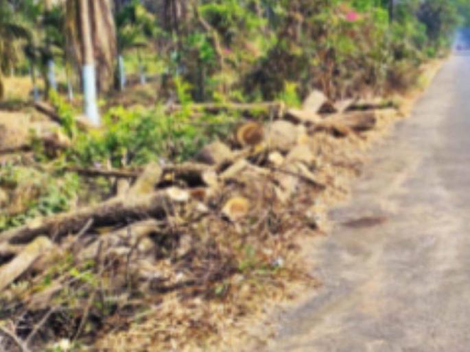 Now, according to the advice of experts, the ax will be used on trees in Mumbai; Restrictions on municipal corporation | आता तज्ज्ञांच्या सल्ल्यानुसारच मुंबईतील वृक्षांवर चालविणार कुऱ्हाड; महापालिकेवर अंकुश Now, according to the advice of experts, the ax will be used on trees in Mumbai; Restrictions on municipal corporation | आता तज्ज्ञांच्या सल्ल्यानुसारच मुंबईतील वृक्षांवर चालविणार कुऱ्हाड; महापालिकेवर अंकुश