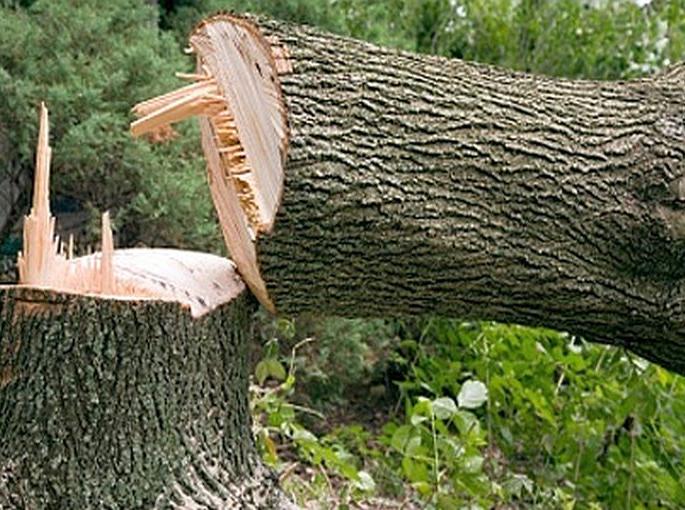 206 trees pruning for development; Appeal to the Tree Authority for approval | विकासासाठी २०६ वृक्षांची छाटणी; प्रस्ताव मंजुरीसाठी वृक्ष प्राधिकरणासमोर दाखल