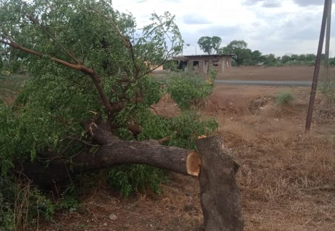 Cutting of vertical trees by MSEDCL | महावितरणकडून उभ्या झाडांची कत्तल