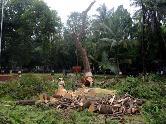 On the holidays, secretly cut trees in Nashik District Collector's office | सुटीच्या दिवशी नाशिक जिल्हाधिकारी कार्यालयात गुपचूप वृक्षतोड On the holidays, secretly cut trees in Nashik District Collector's office | सुटीच्या दिवशी नाशिक जिल्हाधिकारी कार्यालयात गुपचूप वृक्षतोड