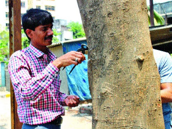 Nail drawers reduce the pain of the trees | खिळे काढल्याने झाडांच्या वेदना झाल्या कमी Nail drawers reduce the pain of the trees | खिळे काढल्याने झाडांच्या वेदना झाल्या कमी