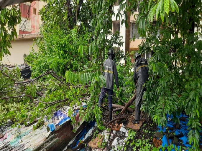 another death due to falling tree | झाड कोसळून आणखी एक मृत्यू another death due to falling tree | झाड कोसळून आणखी एक मृत्यू