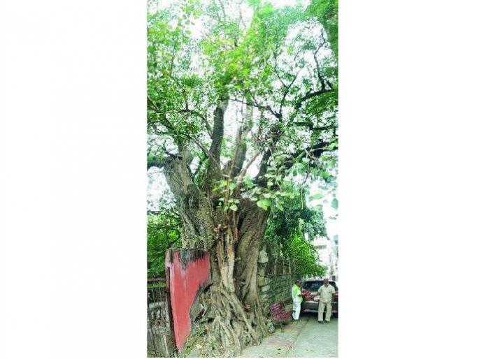 green activists mailed to save 208 year old peepal tree in sitabuldi area | 'त्या' पुराणवृक्षाला वाचविण्यासाठी राज्यभरातून सरसावले वृक्षप्रेमी green activists mailed to save 208 year old peepal tree in sitabuldi area | 'त्या' पुराणवृक्षाला वाचविण्यासाठी राज्यभरातून सरसावले वृक्षप्रेमी