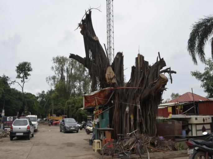 A complaint has been filed in NGT for Tree trunks on dp road karvenagar at pune | पुण्यात कर्वेनगरच्या डीपी रस्त्यासाठी २५० वृक्षांवर कुऱ्हाड : एनजीटीकडे दावा दाखल A complaint has been filed in NGT for Tree trunks on dp road karvenagar at pune | पुण्यात कर्वेनगरच्या डीपी रस्त्यासाठी २५० वृक्षांवर कुऱ्हाड : एनजीटीकडे दावा दाखल