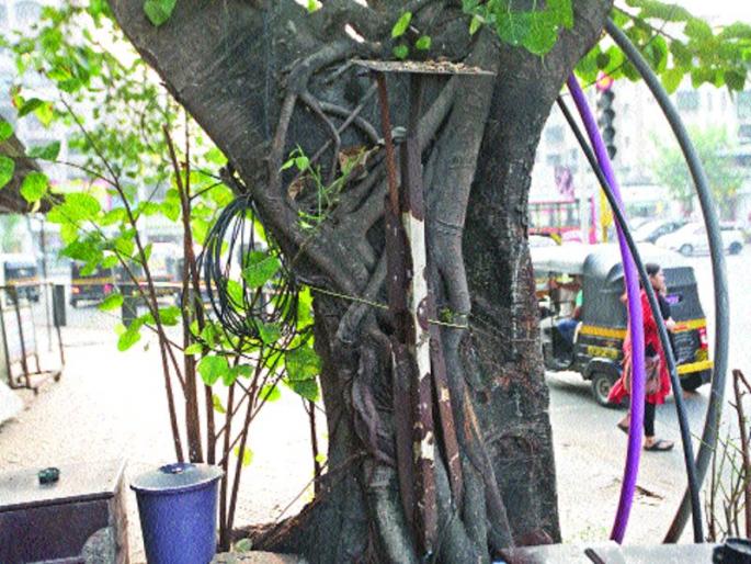 Neglect of the town dwellers at the time of plantation | झाडांच्या वेदनांकडे शहरवासीयांचे दुर्लक्ष Neglect of the town dwellers at the time of plantation | झाडांच्या वेदनांकडे शहरवासीयांचे दुर्लक्ष