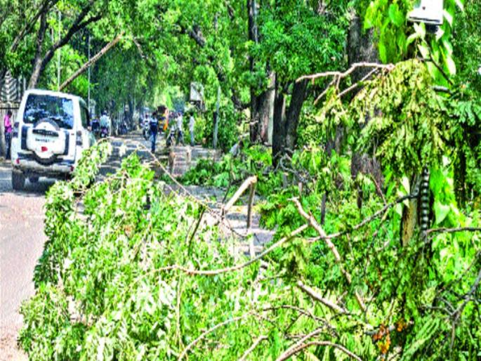 Hundreds of trees flutter in Pune, rain fall on 'trees' | पुण्यात शेकडो झाडे जमीनदोस्त, परतीचा पाऊस झाडांच्या ‘मुळावर’ Hundreds of trees flutter in Pune, rain fall on 'trees' | पुण्यात शेकडो झाडे जमीनदोस्त, परतीचा पाऊस झाडांच्या ‘मुळावर’