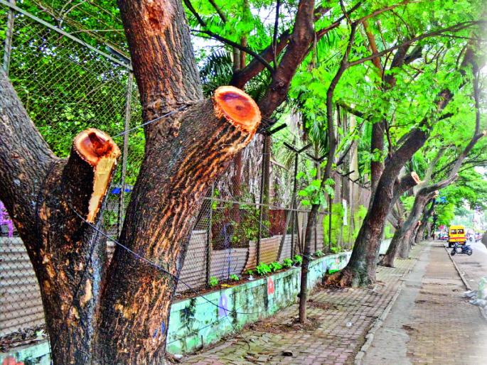 tree branches cutting due to mahajanadesh yatra in sinhgad road at pune | पुण्यात सिंहगड रस्त्यावरील झाडांच्या फांद्यांवर जनादेश यात्रेचीच संक्रात tree branches cutting due to mahajanadesh yatra in sinhgad road at pune | पुण्यात सिंहगड रस्त्यावरील झाडांच्या फांद्यांवर जनादेश यात्रेचीच संक्रात