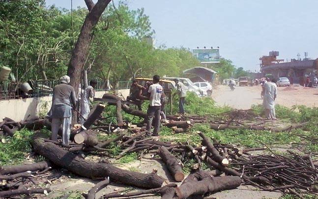 How many plants have been cut off in five years? NMC does not have any information | पाच वर्षांत किती झाडे तोडली ? नागपूर मनपाकडे माहितीच नाही How many plants have been cut off in five years? NMC does not have any information | पाच वर्षांत किती झाडे तोडली ? नागपूर मनपाकडे माहितीच नाही