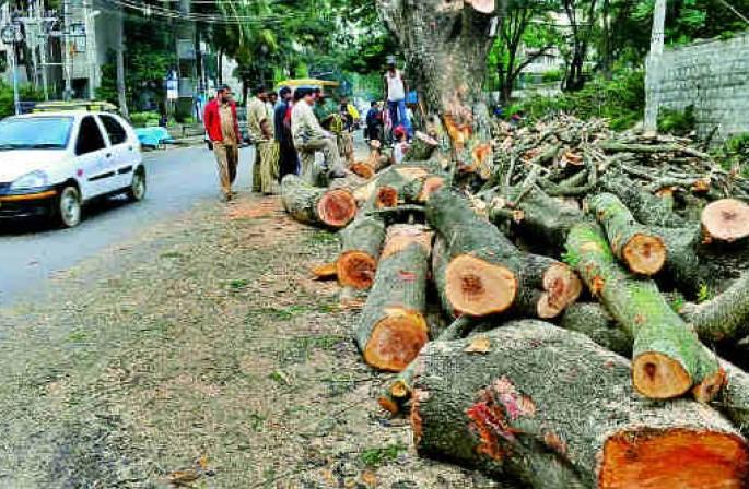 The victim of 4,906 trees in Nagpur in three years | नागपुरात तीन वर्षांत ४,९०६ झाडांचा बळी The victim of 4,906 trees in Nagpur in three years | नागपुरात तीन वर्षांत ४,९०६ झाडांचा बळी