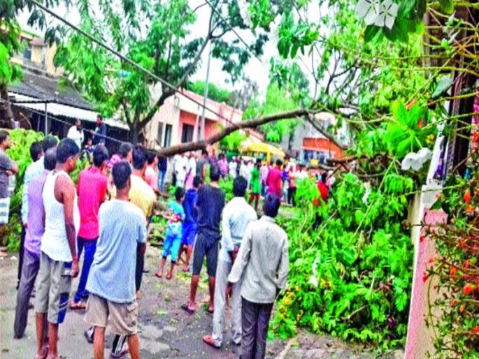  Plants fell due to electricity collapse | वीज कोसळल्यामुळे झाड झाले जमीनदोस्त