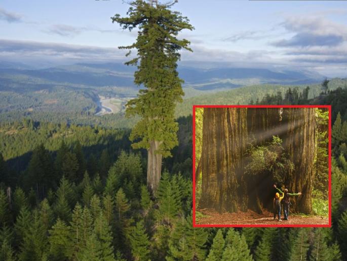 tallest-tree-of-world-in-california-redwood-national-park | कुतुबमिनार आणि स्टॅच्यू ऑफ लिबर्टीपेक्षा उंच झाड; वर्षाला देते 700 KG ऑक्सिजन tallest-tree-of-world-in-california-redwood-national-park | कुतुबमिनार आणि स्टॅच्यू ऑफ लिबर्टीपेक्षा उंच झाड; वर्षाला देते 700 KG ऑक्सिजन