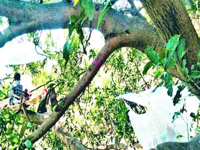 Coronavirus: Workers qurantine on the tree | Coronavirus: मूळ गावी परतलेल्या मजुरांचा मुक्काम वडाच्या झाडावर; झोपड्या लहान असल्याने अनोखे ‘क्वारंटाईन’