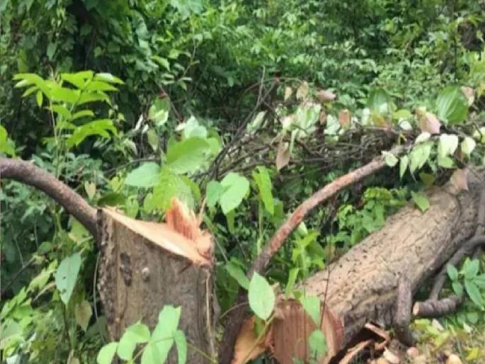 50000 fine if you cut down a tree, the governor implemented an ordinance to amend the law | झाड तोडाल तर ५० हजार दंड!, राज्यपालांनी कायद्यातील सुधारणेचा अध्यादेश लागू केला 50000 fine if you cut down a tree, the governor implemented an ordinance to amend the law | झाड तोडाल तर ५० हजार दंड!, राज्यपालांनी कायद्यातील सुधारणेचा अध्यादेश लागू केला