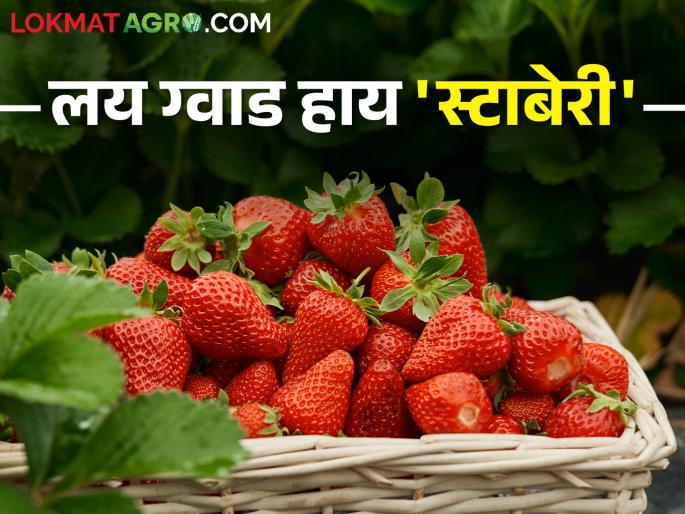 Organic strawberry farming pattern of tribal farmers is yielding more income than rice | आदिवासी शेतकऱ्यांचा सेंद्रिय स्ट्रॉबेरी शेतीचा पॅटर्न देतोय भातापेक्षा अधिक उत्पन्न Organic strawberry farming pattern of tribal farmers is yielding more income than rice | आदिवासी शेतकऱ्यांचा सेंद्रिय स्ट्रॉबेरी शेतीचा पॅटर्न देतोय भातापेक्षा अधिक उत्पन्न