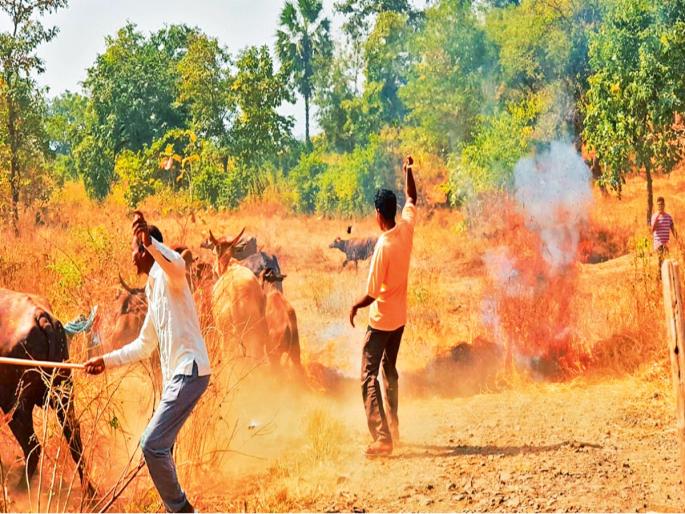For tribals, Diwali is the festival of cow eating | आदिवासींसाठी दिवाळी म्हणजे चवळी खाण्याचा सण For tribals, Diwali is the festival of cow eating | आदिवासींसाठी दिवाळी म्हणजे चवळी खाण्याचा सण