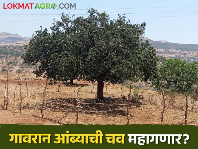 Latest News prices of Gavran mangoes will be expensive 2024 year Read in detail | Summer Special : आजही गावरान आंब्याला पसंती का दिली जाते? वाचा सविस्तर 