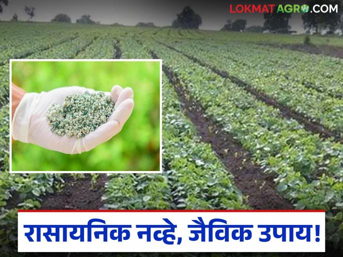 latest news Trichoderma Use in Crops : Not chemical, biological solution! Protect crops with Trichoderma fungus Read in detail | Trichoderma Use in Crops : रासायनिक नव्हे, जैविक उपाय! ट्रायकोडर्मा बुरशीने करा पिकांचे संरक्षण वाचा सविस्तर
