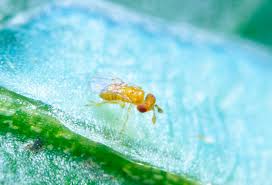 Biocomical Trichogramma production will increase! | जैविक घटक ट्रायकोग्रामाचे उत्पादन वाढणार! Biocomical Trichogramma production will increase! | जैविक घटक ट्रायकोग्रामाचे उत्पादन वाढणार!