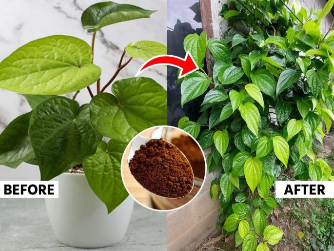 how to grow betel leaf plant faster betel leaf plant home gardening tips trick to increase betel leaf plant growth at home | १५ दिवसांत झरझर वाढेल विड्याच्या पानांचा वेल, पानांचा आकारही मोठा; कुंडीत मिसळा २ रुपयांचा खास पदार्थ...