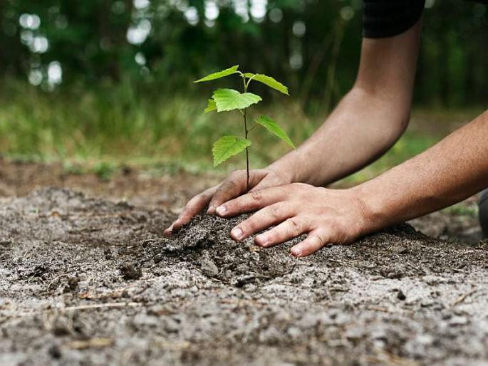 Apply trees and get quarters, officer suspended by munciple officer | झाड लावा अन् क्वार्टर मिळवा योजना अंगलट, अधिकाऱ्याच निलंबन