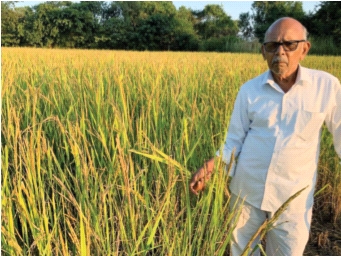 Three acres of paddy harvested by locusts | टोळधाडीने केले तीन एकर भातपीक फस्त Three acres of paddy harvested by locusts | टोळधाडीने केले तीन एकर भातपीक फस्त