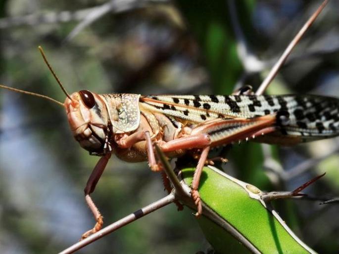 The central government is strongly prepared to deal with locusts | टोळधाडीला तोंड देण्यासाठी केंद्र सरकारची जोरदार तयारी The central government is strongly prepared to deal with locusts | टोळधाडीला तोंड देण्यासाठी केंद्र सरकारची जोरदार तयारी