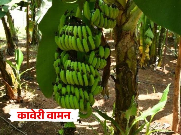 Trombay Banana Mutant-9! Grow bananas on the 'terrace'; Ready in a month and a half! | ट्रॉम्बे बनाना म्युटंट-९! 'टेरेस'वरच पिकवा केळी; दीड महिन्यात तयार!