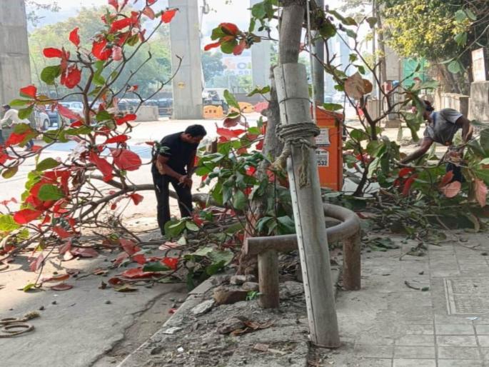 about 22 thousand 334 trees have been pruned so far notice to 4 thousand 909 establishments of the municipality in mumbai | २२ हजार ३३४ झाडांची आतापर्यंत छाटणी; पालिकेच्या ४ हजार ९०९ आस्थापनांना नोटीस about 22 thousand 334 trees have been pruned so far notice to 4 thousand 909 establishments of the municipality in mumbai | २२ हजार ३३४ झाडांची आतापर्यंत छाटणी; पालिकेच्या ४ हजार ९०९ आस्थापनांना नोटीस
