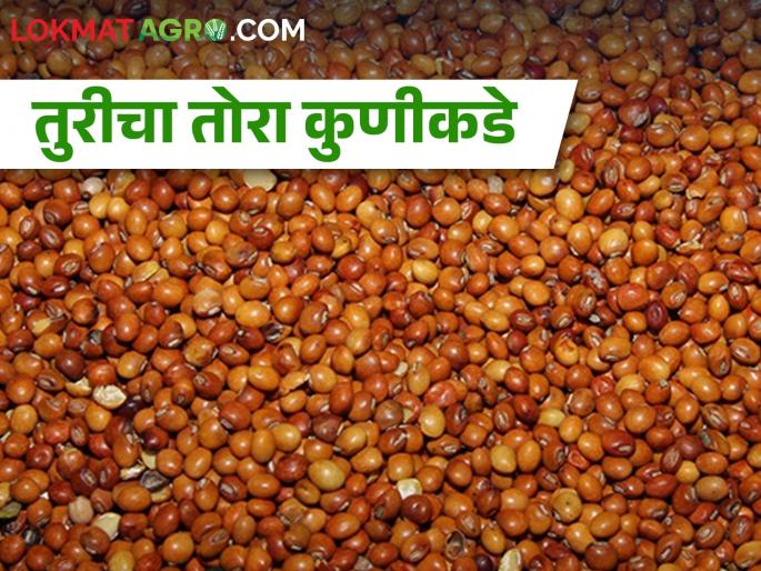 effect of export ban in agri produce; How much market rate getting for pigeon pea | निर्यातबंदीचा परिणाम; तुरीला मिळतोय किती भाव? effect of export ban in agri produce; How much market rate getting for pigeon pea | निर्यातबंदीचा परिणाम; तुरीला मिळतोय किती भाव?