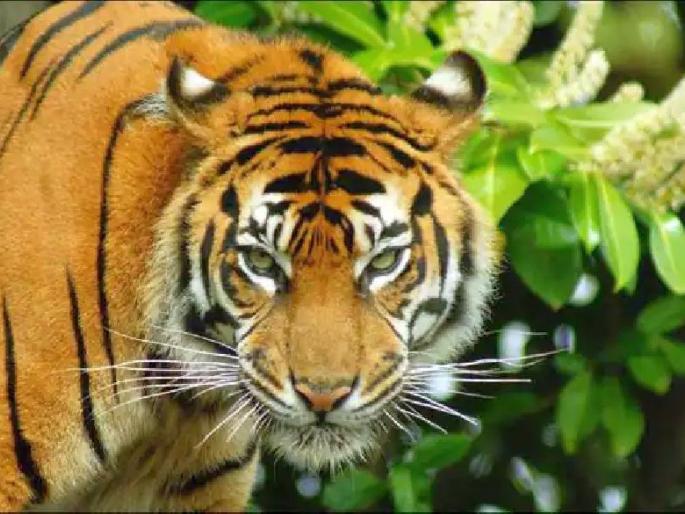 three people injured in attack by tiger in yavatmal | कवठा वाऱ्हात वाघाचा थरार, एकाचवेळी तिघांवर हल्ला three people injured in attack by tiger in yavatmal | कवठा वाऱ्हात वाघाचा थरार, एकाचवेळी तिघांवर हल्ला