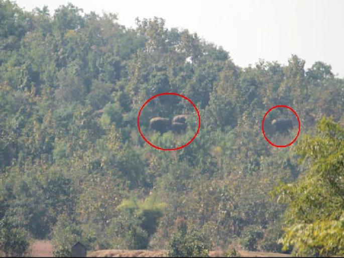 herd of elephants terror in Arjuni Morgaon taluka; farmers suffering due to damage to paddy crops | अर्जुनी मोरगाव तालुक्यात हत्तींचा कळप आला रे आला..; धुमाकूळाने शेतकरी त्रस्त