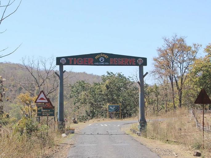 melghat forest department on alert in the villages near the tiger reserve to prevent tiger poaching | व्याघ्र प्रकल्पनजीकच्या गावामध्ये खबऱ्यांची फौज, वाघ शिकार रोखण्यासाठी 'अलर्ट'